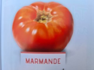 Tomate Marmande Godet de 8cm